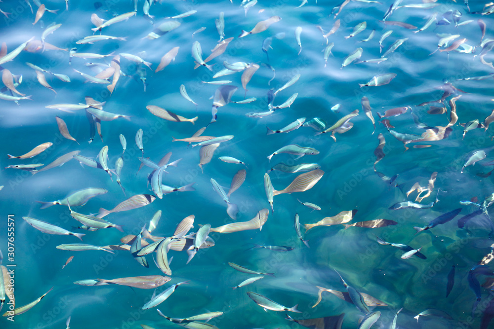 Fish in the blue water of the sea as a background Fish in the blue water of the sea as a background