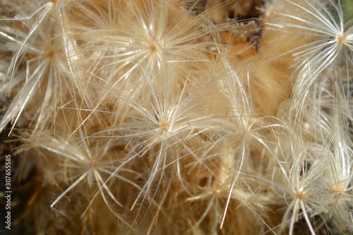 Artichoke thistle