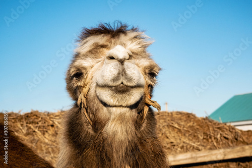 Close up portrait of bactrian camel in steppe of Kazakhstan