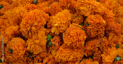 Background of orange and yellow Marigold flowers
