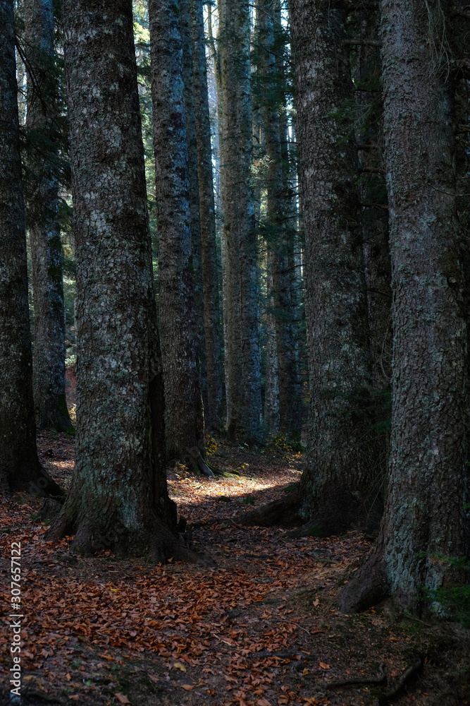 While walking in nature you may come across giant trees that look so wonderful.Turkey's forests. While walking in nature you may come across giant trees that look so wonderful.Turkey's forests.