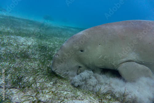 Sea cow or  Dugong  eating seagrass at the bottom.