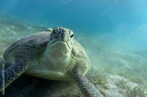 Green Sea Turtle or (Chelonia mydas) at the bottom of the sea. © HannaIvanova