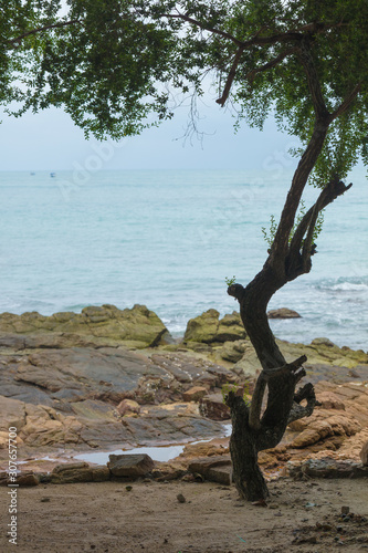 Lonely tree on the seashore during an outflow