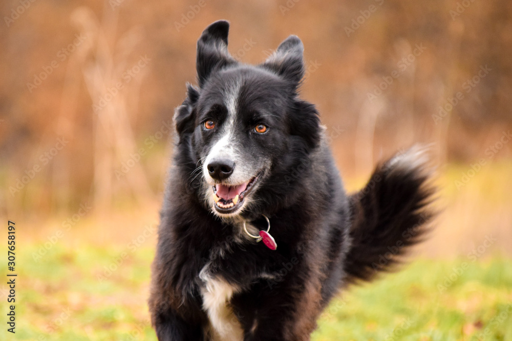 Fototapeta premium Happy border collie running outdoors
