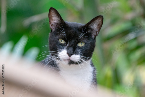 Handsome portrait of cat looking into the camera