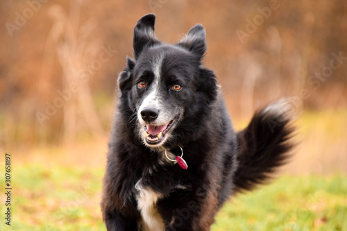 Happy border collie running outdoors
