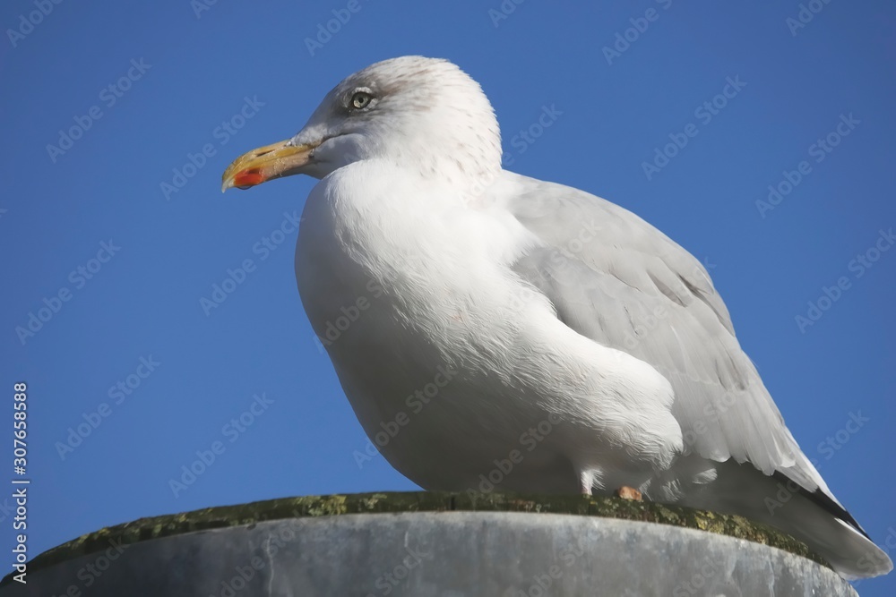 Obraz premium hoernum 96