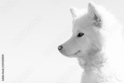 Profil jeune finnois de laponie en noir et blanc