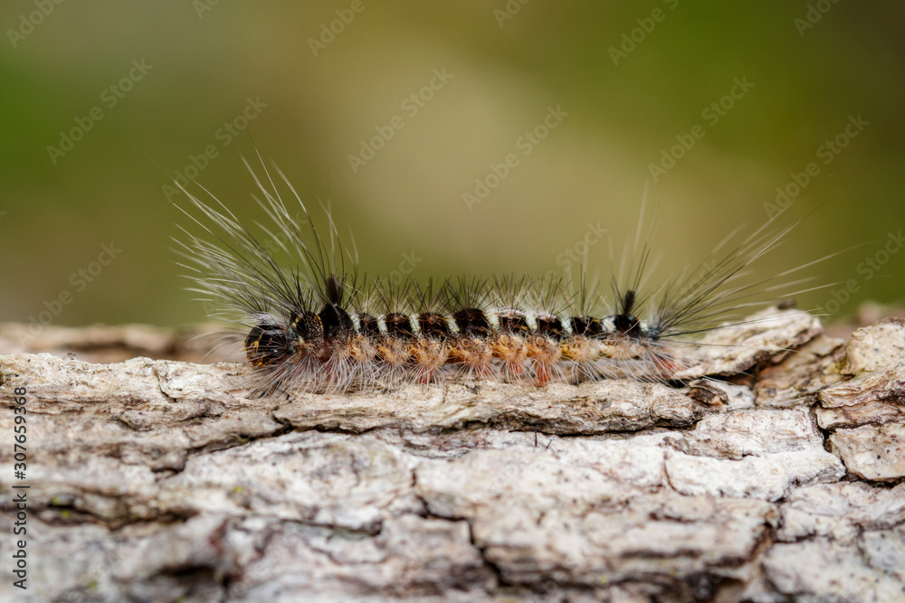 Image of Hairy caterpillar on tree on natural background. Insect. Worm. Animal. Image of Hairy caterpillar on tree on natural background. Insect. Worm. Animal.