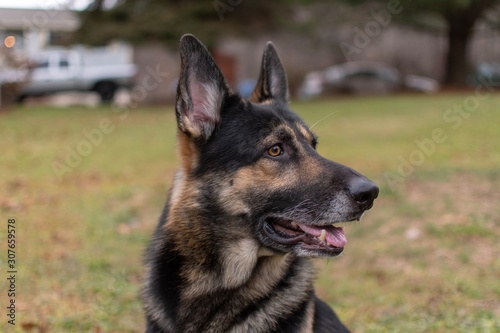 german shepherd dog