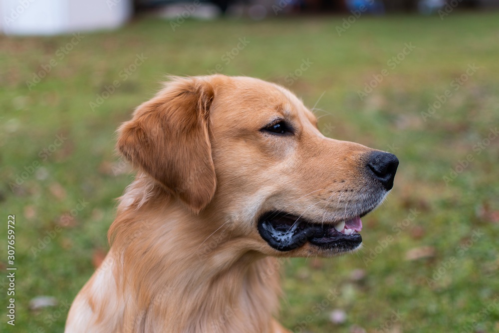 portrait of golden retriever