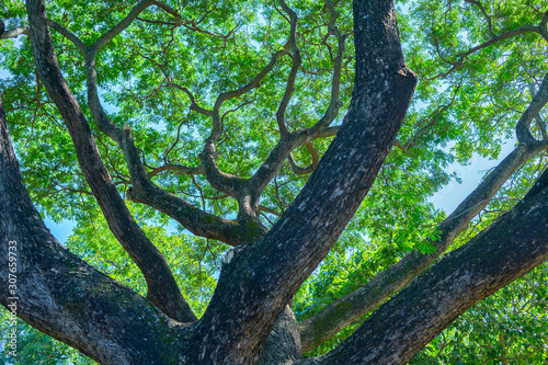 bottom view of tree in jungle and lighting of morning.forest and environment concept