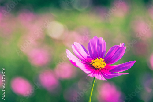 Cosmos flowers with soft natural background