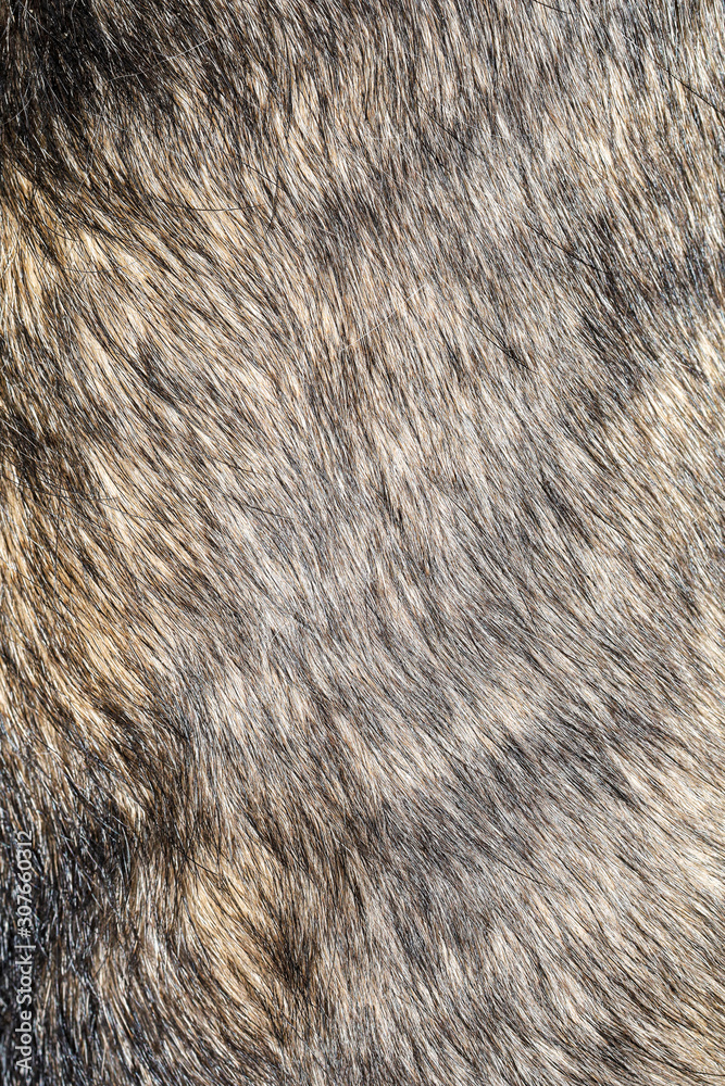 Close up gray dog skin for pattern and background Close up gray dog skin for pattern and background