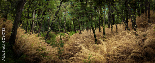 bosque patagonico photo
