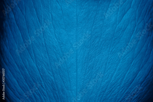 Tender beautiful rose petal texture. Blue rose petal close up. Macro photo of natural rose petal texture. Rose petal background. Trendy Banner with color of the year 2020