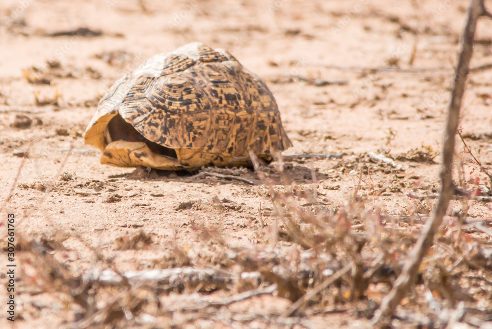 Obraz premium turtle shell on sand
