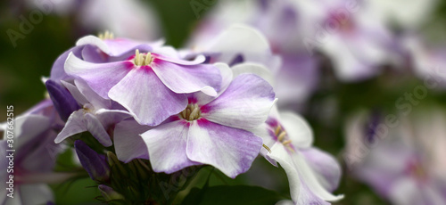 In an inflorescence of a phlox flowers with petals of beautiful colors began to reveal.