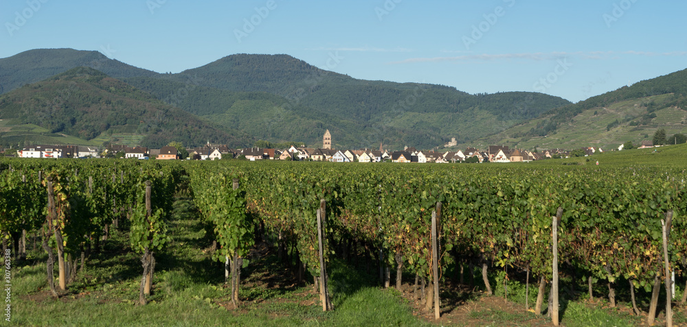 View over a vineyard towards Eguisheim in Haut-Rhin Alsace France