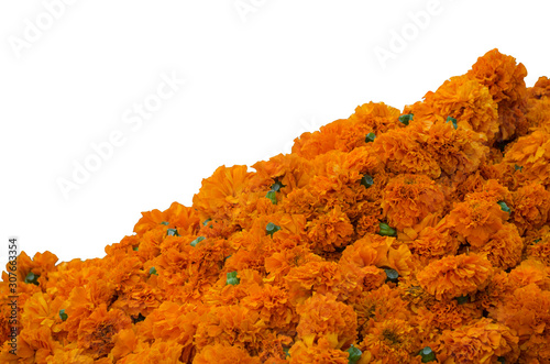 Marigold flowers isolated on white background with copyspace