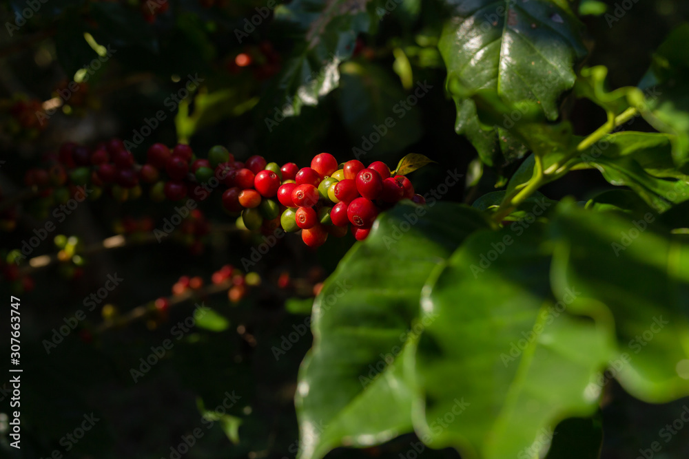 Branch of coffee tree fresh red coffee bean organic in a farm. Branch of coffee tree fresh red coffee bean organic in a farm.