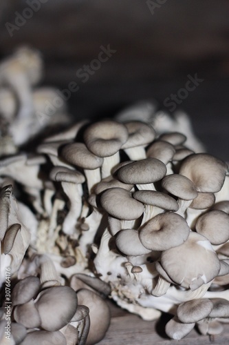 Fresh oyster mushrooms on wooden background macro