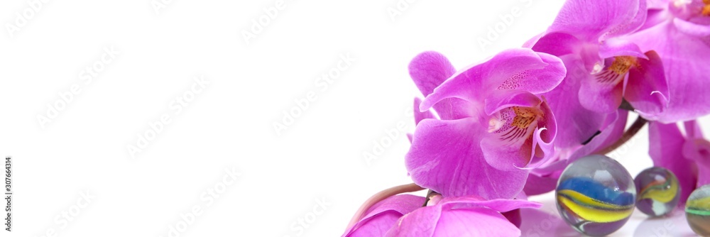 Beautiful orchid isolated on a white background