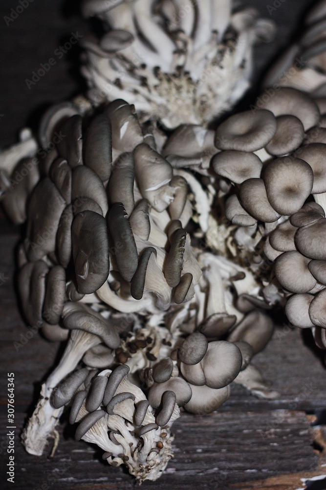 Fresh oyster mushrooms on wooden background macro Fresh oyster mushrooms on wooden background macro
