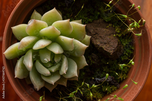 succulent plant