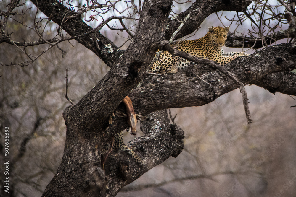 Obraz premium Leopard in tree