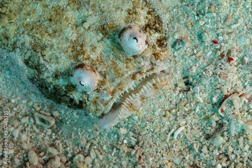 The surprising underwater world of the Indian and Pacifical Oceans