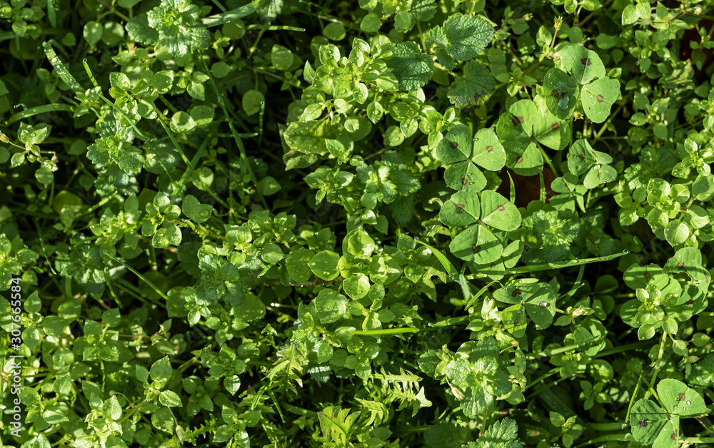 high angle view of fresh bush of clover,mint and grass with morning dew illuminated by sunlight in December high angle view of fresh bush of clover,mint and grass with morning dew illuminated by sunlight in December