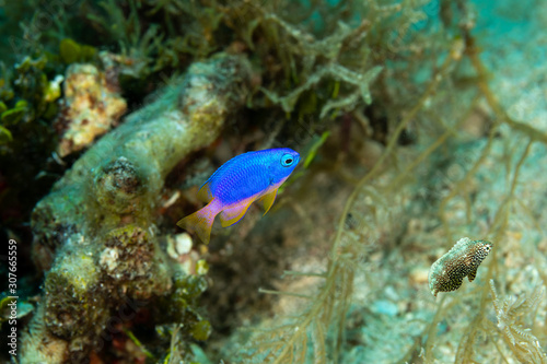 The surprising underwater world of the Indian and Pacifical Oceans