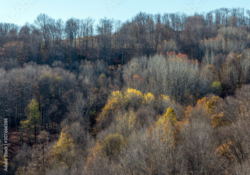 Autumn forest in the mountain. At the tips of the trees, the leaves are colored yellow and red. Most trees have bare branches.