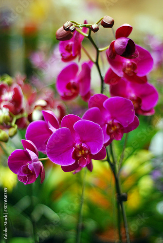 Beautiful Blooming Moth Purple Orchid