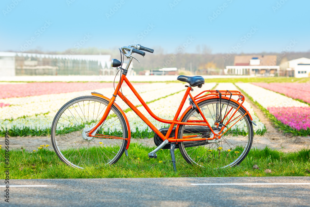 Fototapeta premium Orange bicycle next to a field of hyacinths. Dutch spring landscape