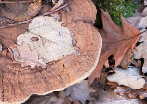 Linden and oak leaves on mushrooms Polypore during frost in the winter forest.