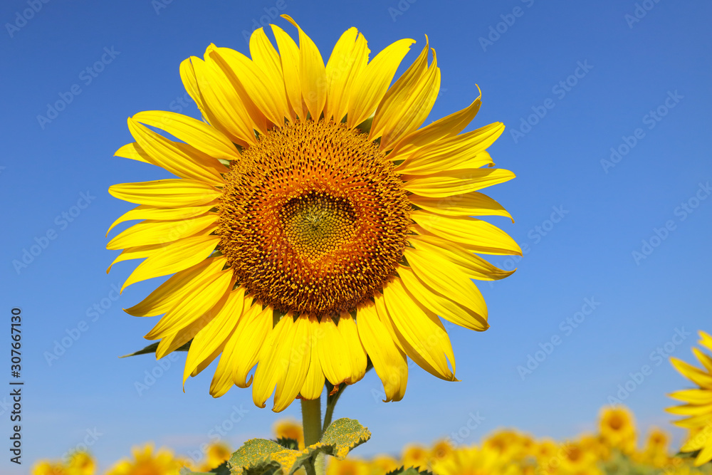 Beautiful sunflower blooming in the field. Beautiful sunflower blooming in the field.
