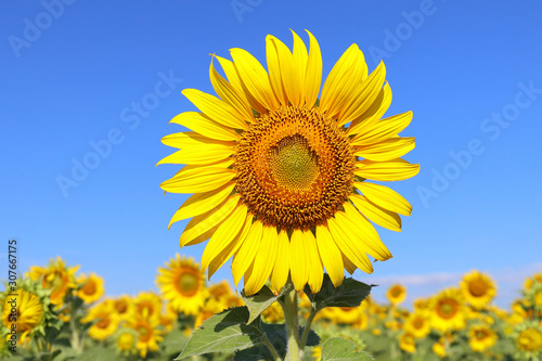 Beautiful sunflower blooming in the field.