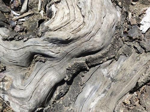 this is an old tree.  looks to have a nice structure used for wallpaper. photo