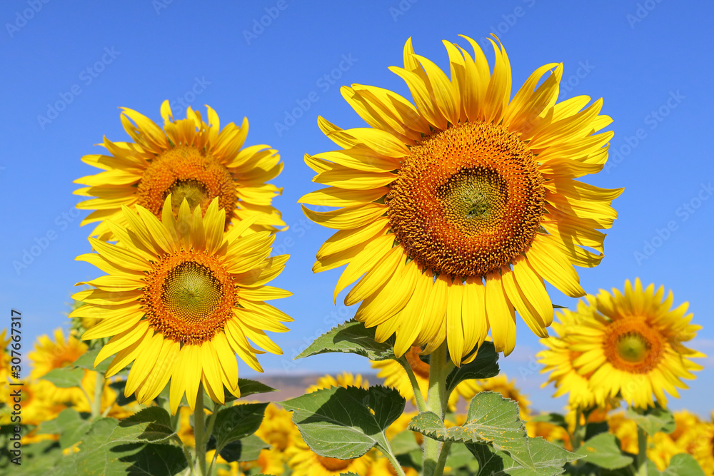 Beautiful sunflower blooming in the field. Beautiful sunflower blooming in the field.