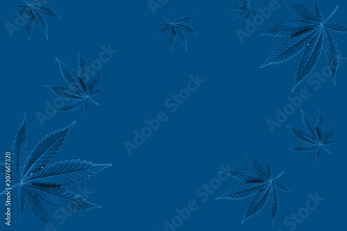 top view cannabis leaves on a blue background