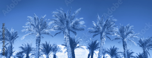 Palms with colorful pop art effect. Vintage stylized photo with light leaks. Summer palm trees over monochrome color sky. Copy space. Trendy classic blue background.
