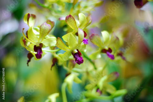 Beautiful Yellow Orchids of the Philippines
