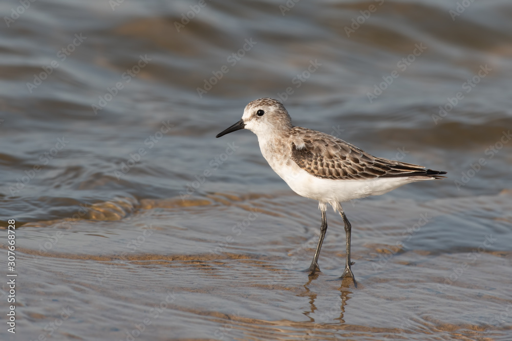 Closeup of Little Stint photographed in Kutch, Gujarat Closeup of Little Stint photographed in Kutch, Gujarat