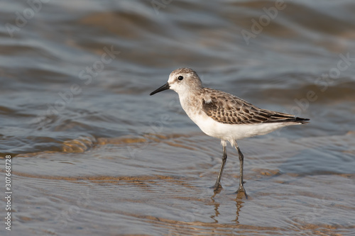 Closeup of Little Stint photographed in Kutch, Gujarat