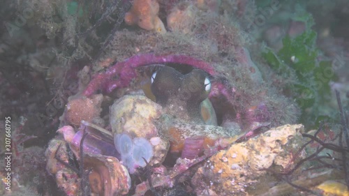 A close up high details clips of an octopus in its natural habbitat. WIth sand and rocky substrate bottom. Very colourful with high details of octopus eyes and gills photo