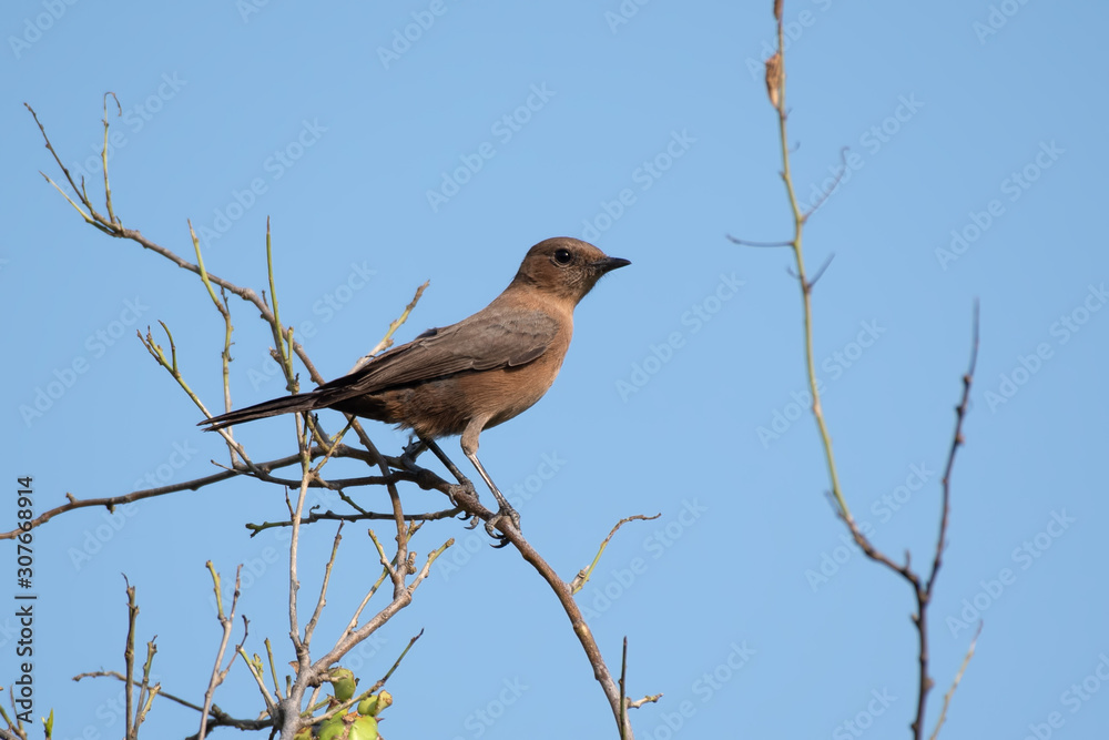 Brown Rock Chat photographed in Kutch, Gujarat Brown Rock Chat photographed in Kutch, Gujarat