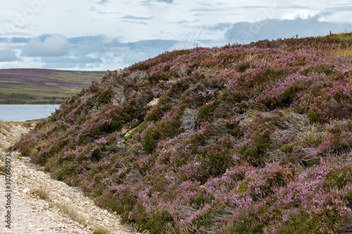 Countryside at Lochindorb photo